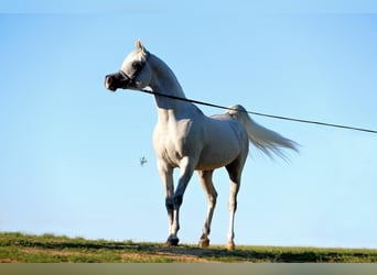 Straight Egyptian, Hingst, 12 år, 155 cm, Grå