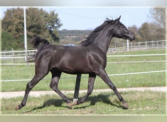 Straight Egyptian, Hingst, 12 år, 157 cm, Svart