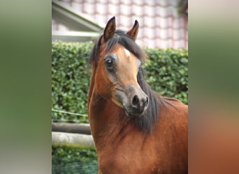 Straight Egyptian, Hingst, 1 år, 136 cm, Brun