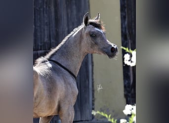 Straight Egyptian, Hingst, 2 år, 155 cm, Grå