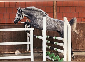 Straight Egyptian, Hingst, 8 år, 158 cm, Grå