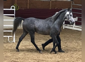Straight Egyptian, Hingst, 8 år, 158 cm, Grå