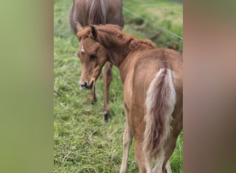 Straight Egyptian, Hingst, Föl (03/2024), 150 cm, Fux