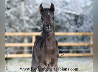 Straight Egyptian, Hingst, Föl (01/2024), 154 cm, Svart