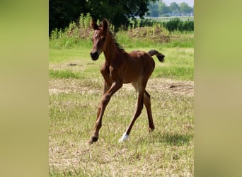 Straight Egyptian, Hingst, Föl (05/2024), 156 cm, Brun