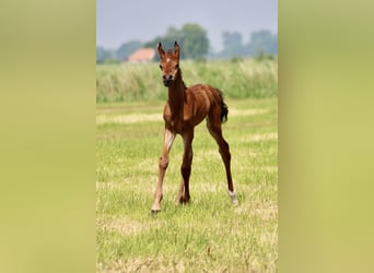 Straight Egyptian, Hingst, Föl (05/2024), 156 cm, Brun