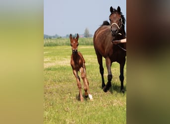 Straight Egyptian, Hingst, Föl (05/2024), 156 cm, Brun