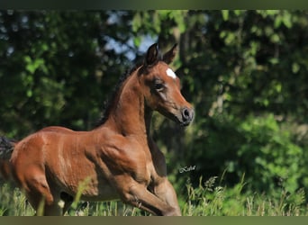 Straight Egyptian, Hingst, Föl (05/2024), 156 cm, Brun