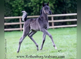 Straight Egyptian, Hingst, Föl (04/2024), 156 cm, Svart