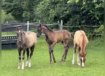 Straight Egyptian, Hingst, Föl (05/2024), Svart