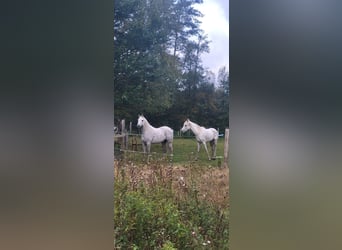 Straight Egyptian, Mare, 10 years, 15.1 hh, White