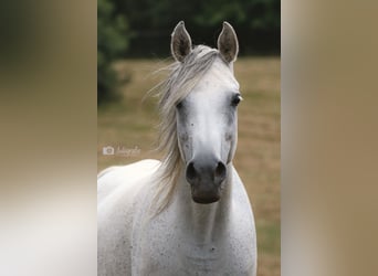 Straight Egyptian, Mare, 10 years, 15.2 hh, Gray