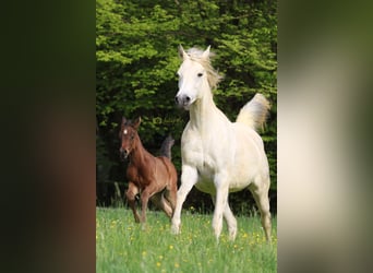 Straight Egyptian, Mare, 10 years, 15.2 hh, Gray