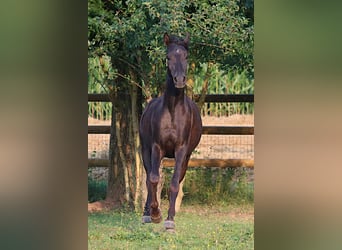 Straight Egyptian, Mare, 10 years, 15.2 hh, Gray