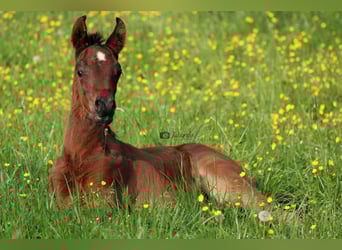 Straight Egyptian, Mare, 10 years, 15.2 hh, Gray
