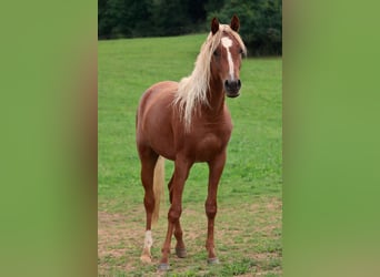 Straight Egyptian, Mare, 10 years, 15.2 hh, Gray