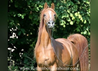 Straight Egyptian, Mare, 10 years, 15 hh, Chestnut-Red