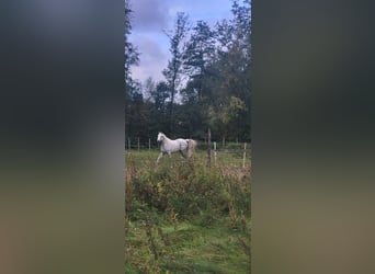 Straight Egyptian, Mare, 10 years, 15,1 hh, White