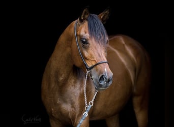 Straight Egyptian, Mare, 11 years, 15.1 hh, Brown
