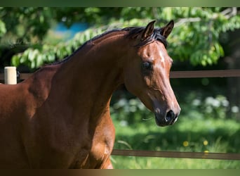 Straight Egyptian, Mare, 11 years, 15.1 hh, Brown