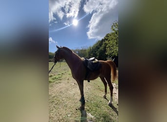 Straight Egyptian, Mare, 11 years, 15,1 hh, Sorrel