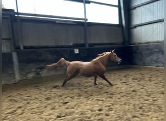 Straight Egyptian, Mare, 11 years, 15 hh, Chestnut-Red