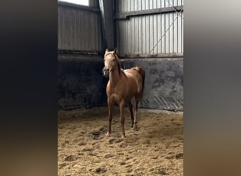 Straight Egyptian, Mare, 11 years, 15 hh, Chestnut-Red