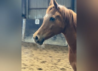 Straight Egyptian, Mare, 11 years, 15 hh, Chestnut-Red