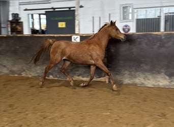 Straight Egyptian, Mare, 11 years, 15 hh, Chestnut-Red