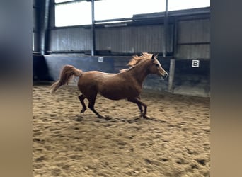 Straight Egyptian, Mare, 11 years, 15 hh, Chestnut-Red