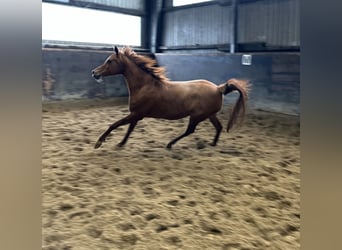 Straight Egyptian, Mare, 11 years, 15 hh, Chestnut-Red