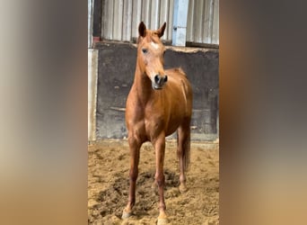 Straight Egyptian, Mare, 11 years, 15 hh, Chestnut-Red