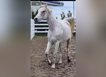 Straight Egyptian, Mare, 11 years, 15 hh, Grey