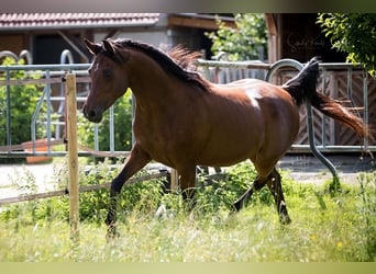 Straight Egyptian, Mare, 11 years, 15,1 hh, Brown
