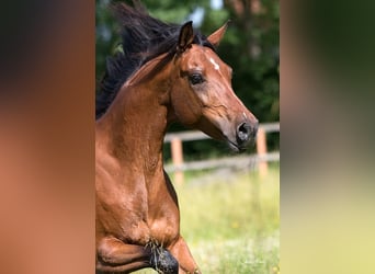 Straight Egyptian, Mare, 11 years, 15,1 hh, Brown