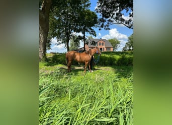 Straight Egyptian, Mare, 12 years, 15 hh, Chestnut-Red