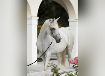 Straight Egyptian, Mare, 13 years, 15.1 hh, Gray