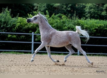 Straight Egyptian, Mare, 13 years, 15,1 hh, Gray-Fleabitten