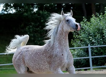 Straight Egyptian, Mare, 13 years, 15,1 hh, Gray-Fleabitten