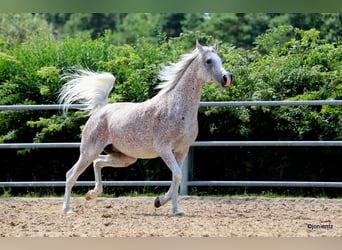 Straight Egyptian, Mare, 13 years, 15,1 hh, Gray-Fleabitten