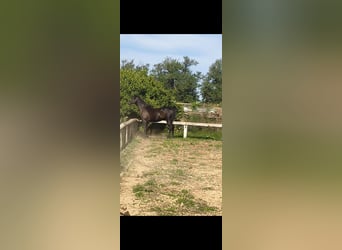 Straight Egyptian, Mare, 13 years, 15.2 hh, Black