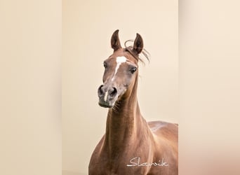 Straight Egyptian, Mare, 14 years, 14,2 hh, Chestnut