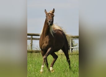 Straight Egyptian, Mare, 14 years, 14.3 hh, Chestnut
