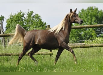 Straight Egyptian, Mare, 14 years, 14.3 hh, Chestnut