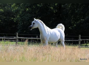 Straight Egyptian, Mare, 14 years, 15 hh, Grey