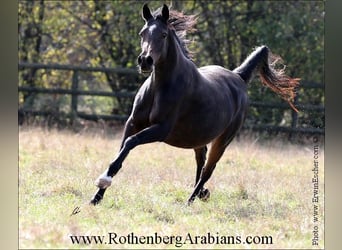 Straight Egyptian, Mare, 14 years, 15 hh, Smoky-Black