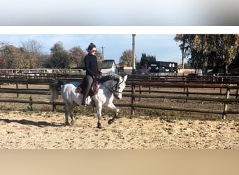 Straight Egyptian, Mare, 15 years, 14,1 hh, Gray