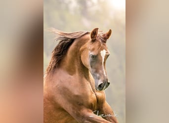 Straight Egyptian, Mare, 15 years, 14,2 hh, Chestnut