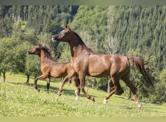 Straight Egyptian, Mare, 15 years, 14,2 hh, Chestnut