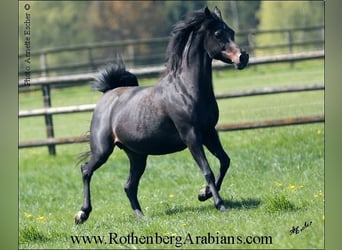 Straight Egyptian, Mare, 15 years, 14.2 hh, Smoky-Black